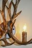Antler Wall Sconce
